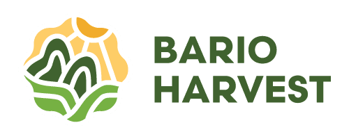 Bario Harvest